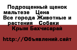 Подрощенный щенок мальтезе › Цена ­ 15 000 - Все города Животные и растения » Собаки   . Крым,Бахчисарай